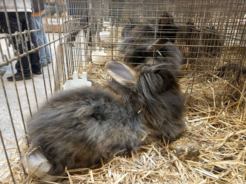  - EXPOZIȚIA EUROPEANĂ - HERNING 2018