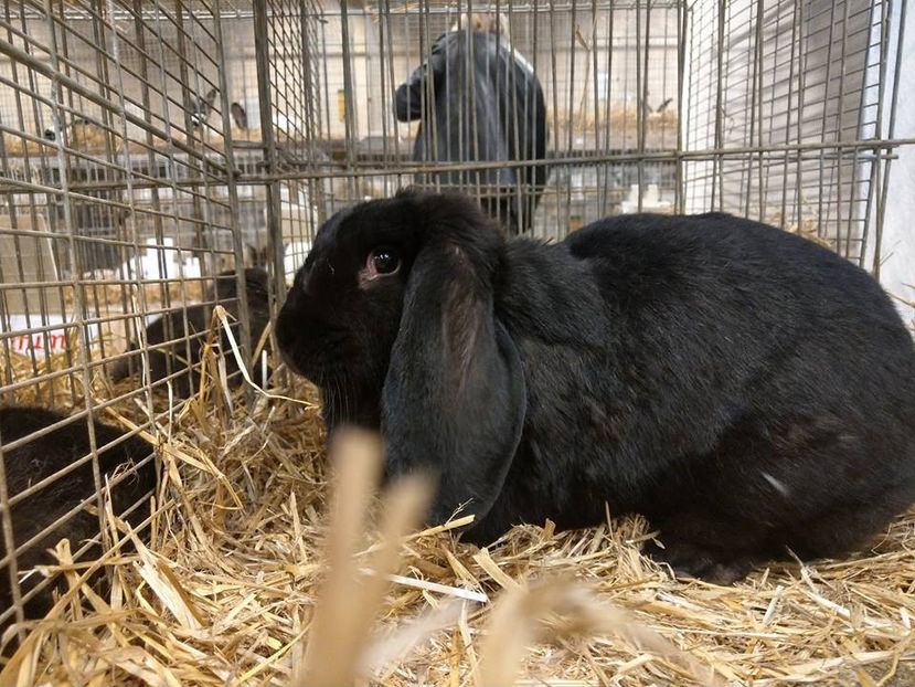  - EXPOZIȚIA EUROPEANĂ - HERNING 2018