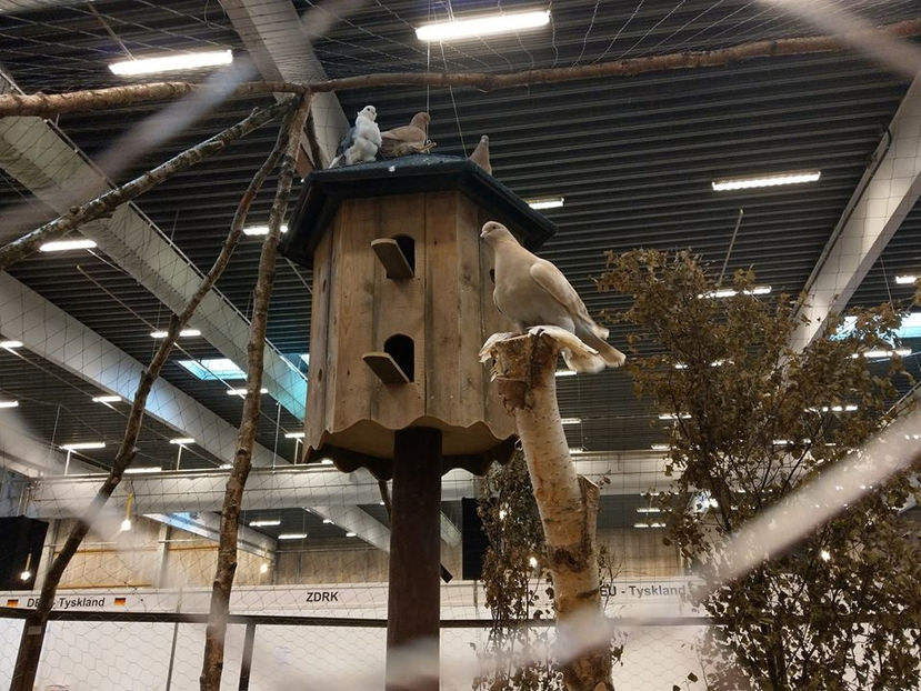  - EXPOZIȚIA EUROPEANĂ - HERNING 2018