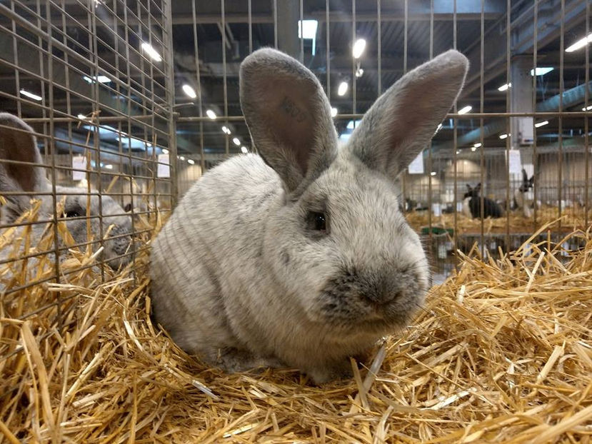  - EXPOZIȚIA EUROPEANĂ - HERNING 2018