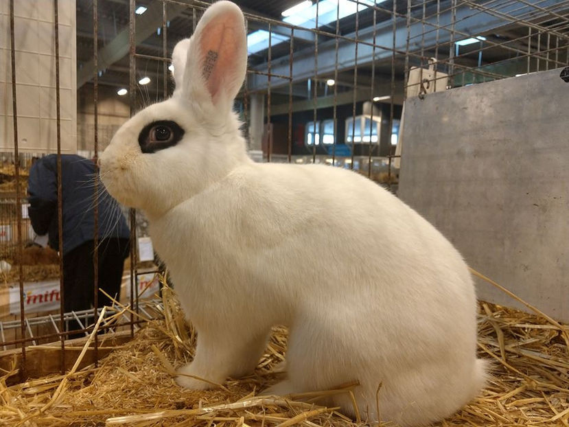  - EXPOZIȚIA EUROPEANĂ - HERNING 2018