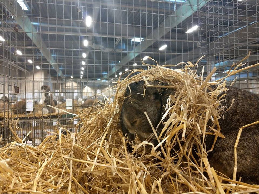  - EXPOZIȚIA EUROPEANĂ - HERNING 2018