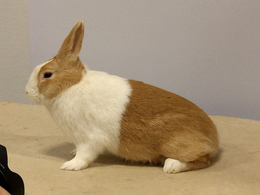  - EXPOZIȚIA EUROPEANĂ - HERNING 2018