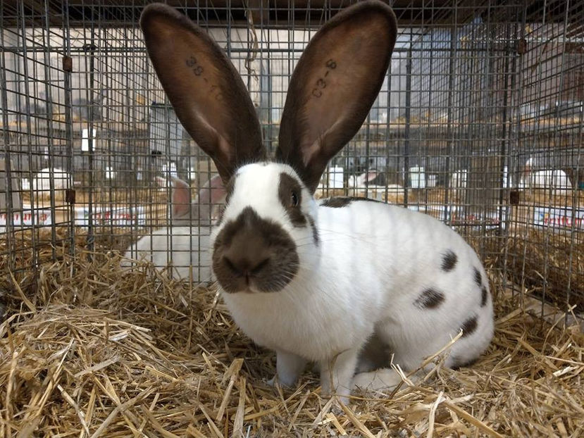  - EXPOZIȚIA EUROPEANĂ - HERNING 2018