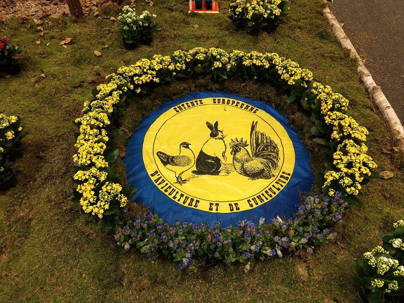  - EXPOZIȚIA EUROPEANĂ - HERNING 2018