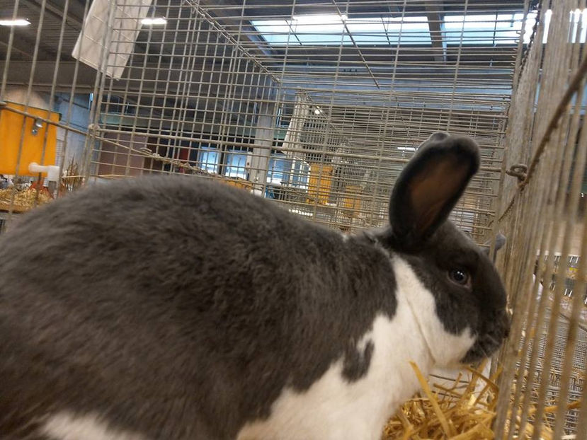  - EXPOZIȚIA EUROPEANĂ - HERNING 2018