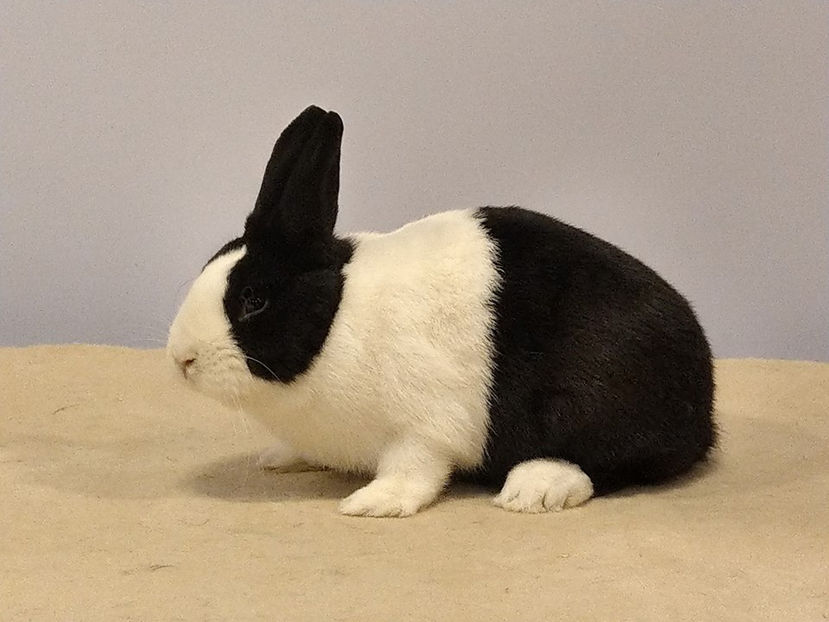  - EXPOZIȚIA EUROPEANĂ - HERNING 2018