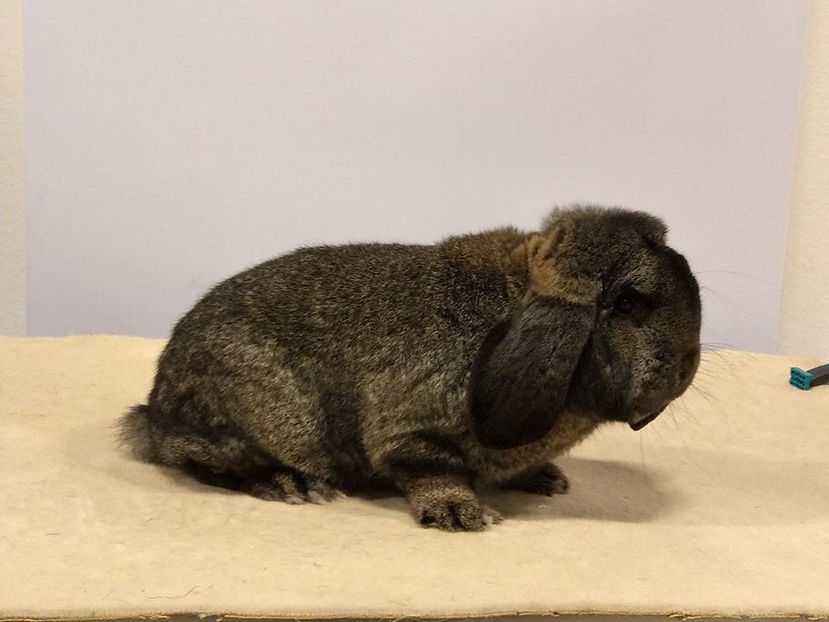  - EXPOZIȚIA EUROPEANĂ - HERNING 2018