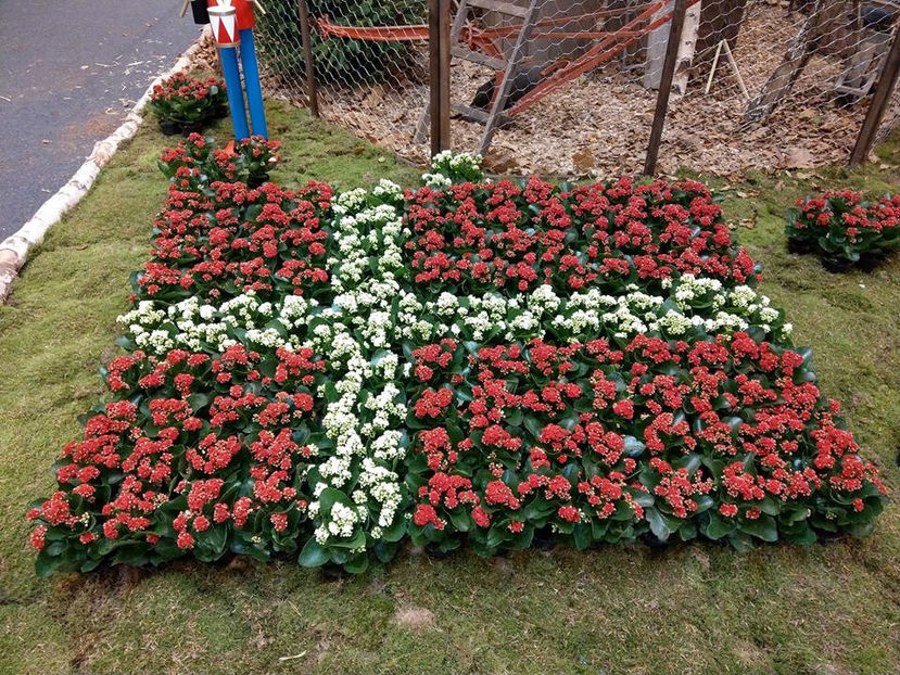  - EXPOZIȚIA EUROPEANĂ - HERNING 2018