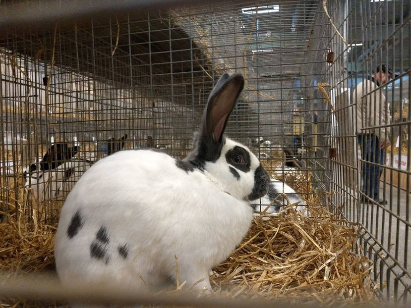  - EXPOZIȚIA EUROPEANĂ - HERNING 2018