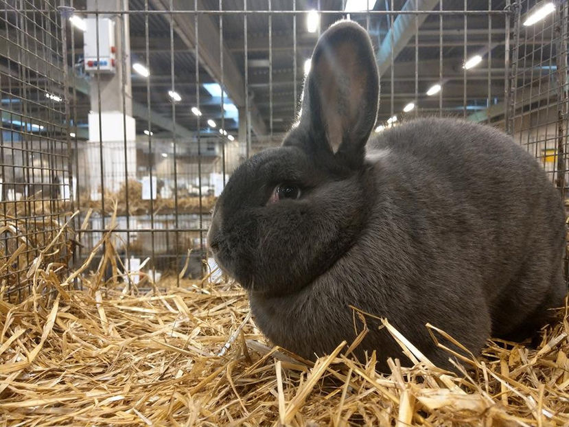  - EXPOZIȚIA EUROPEANĂ - HERNING 2018