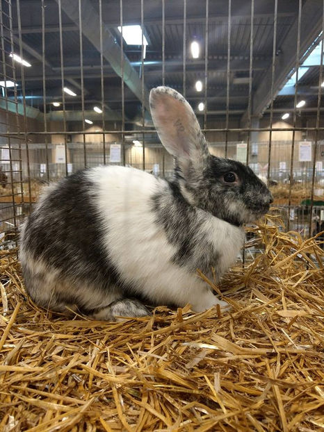  - EXPOZIȚIA EUROPEANĂ - HERNING 2018