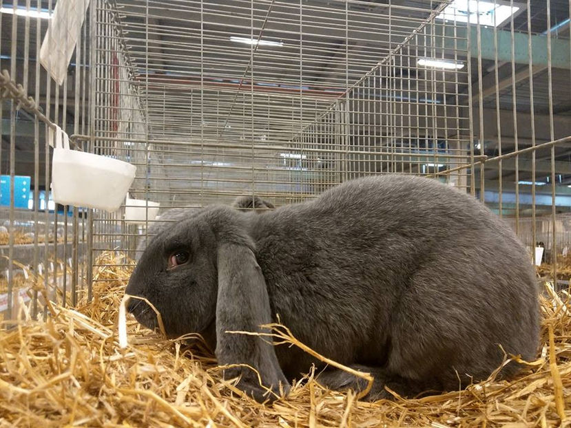  - EXPOZIȚIA EUROPEANĂ - HERNING 2018