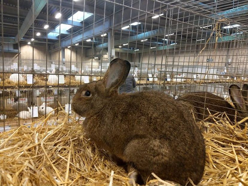  - EXPOZIȚIA EUROPEANĂ - HERNING 2018