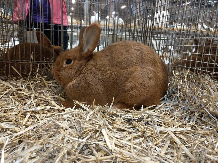  - EXPOZIȚIA EUROPEANĂ - HERNING 2018