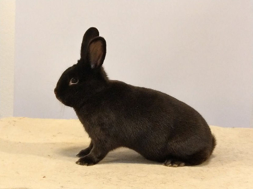  - EXPOZIȚIA EUROPEANĂ - HERNING 2018