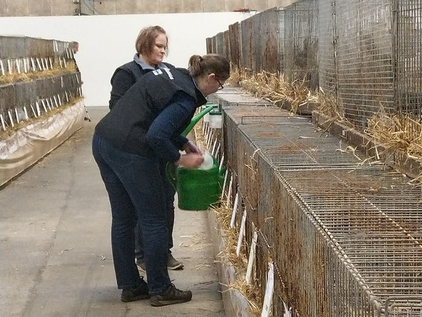  - EXPOZIȚIA EUROPEANĂ - HERNING 2018