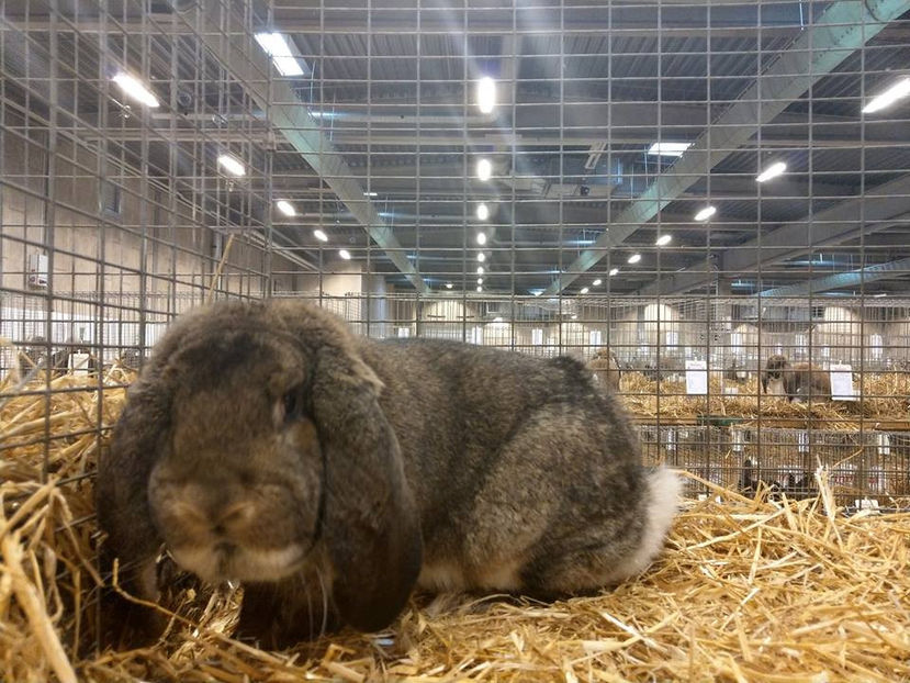  - EXPOZIȚIA EUROPEANĂ - HERNING 2018