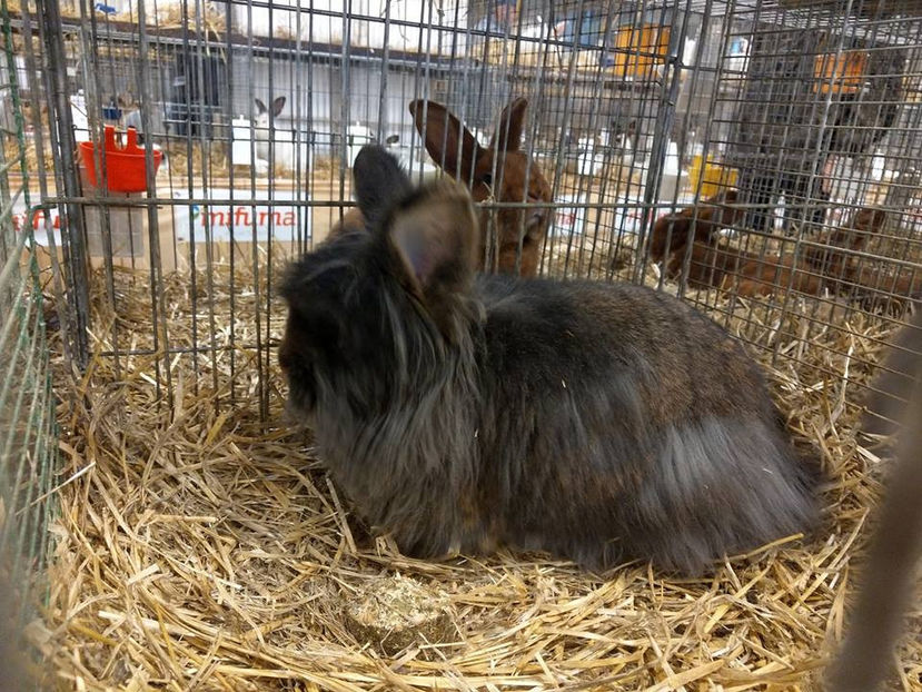  - EXPOZIȚIA EUROPEANĂ - HERNING 2018