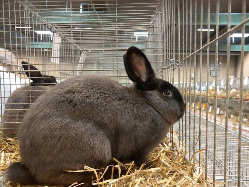  - EXPOZIȚIA EUROPEANĂ - HERNING 2018