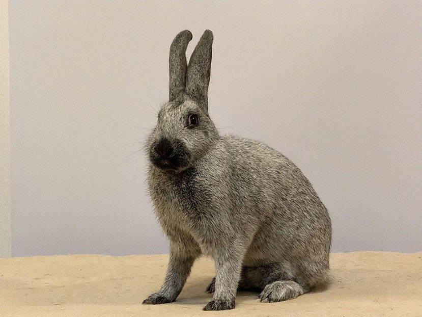  - EXPOZIȚIA EUROPEANĂ - HERNING 2018