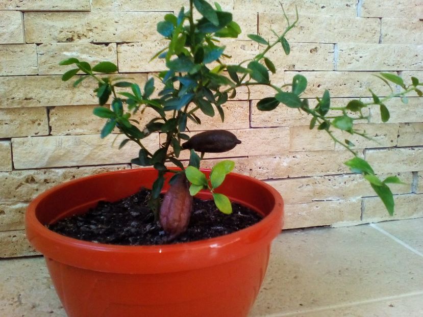  - plantutele mele