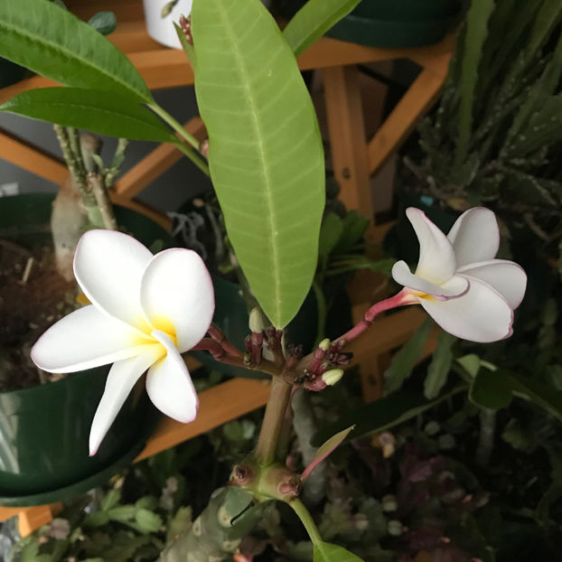  - 2018 Plante de interior