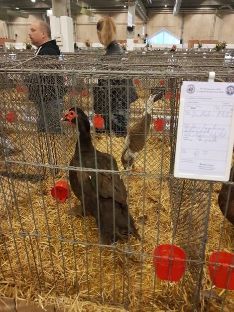 Ratoi 93p - Expo HERNING 2018