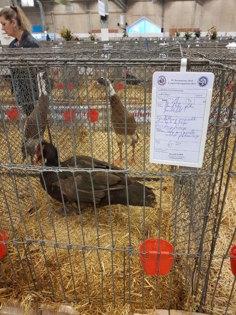 Ratoi 93p - Expo HERNING 2018