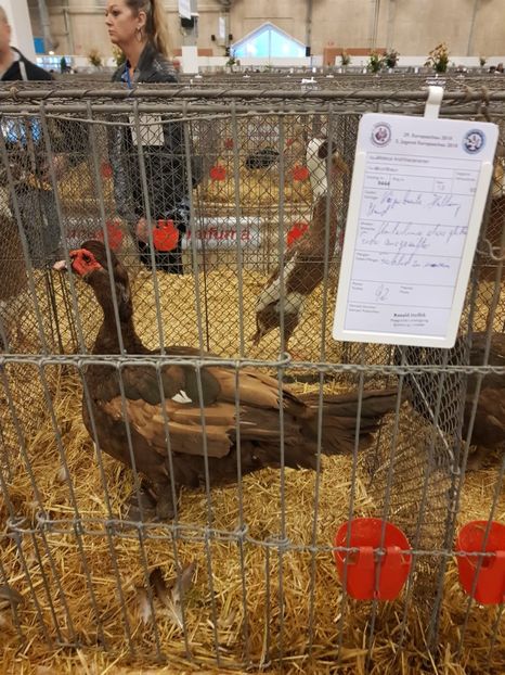 Ratoi 92p - Expo HERNING 2018