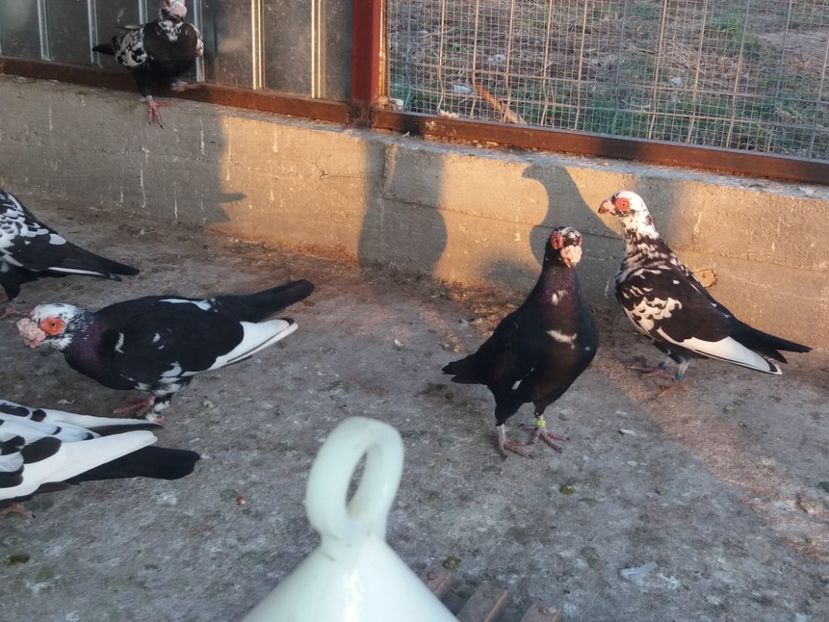  - De vanzare tot lotul !!!