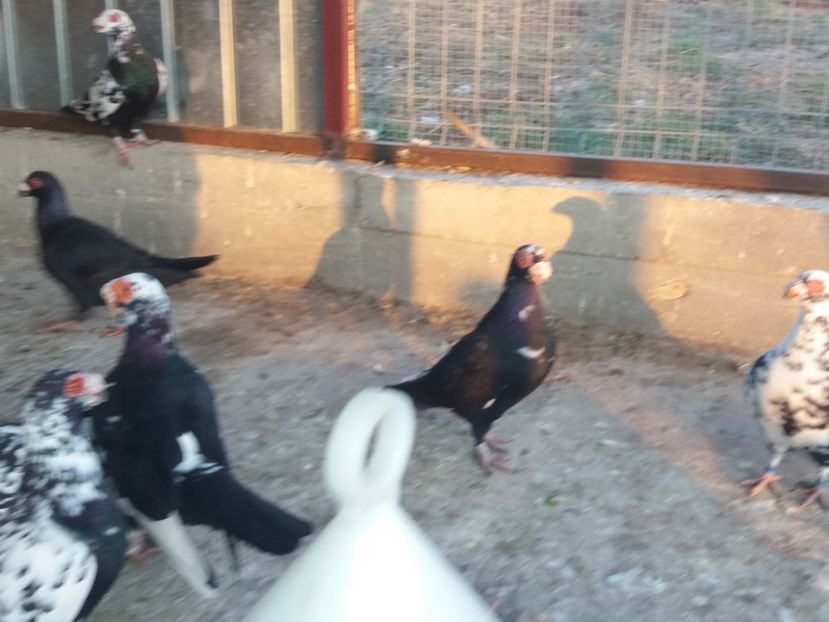  - De vanzare tot lotul !!!