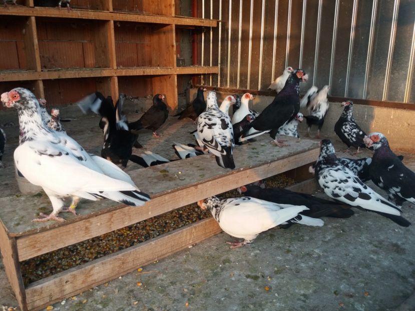  - De vanzare tot lotul !!!