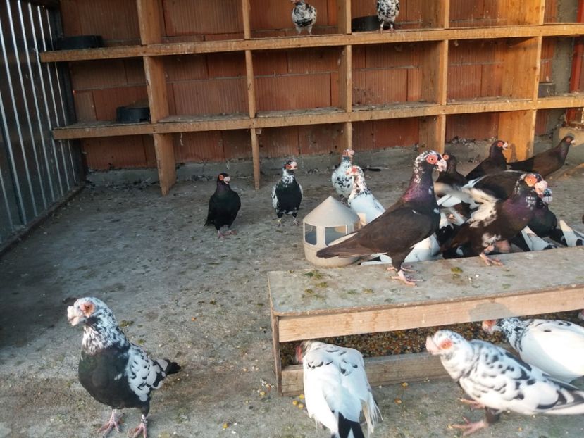  - De vanzare tot lotul !!!