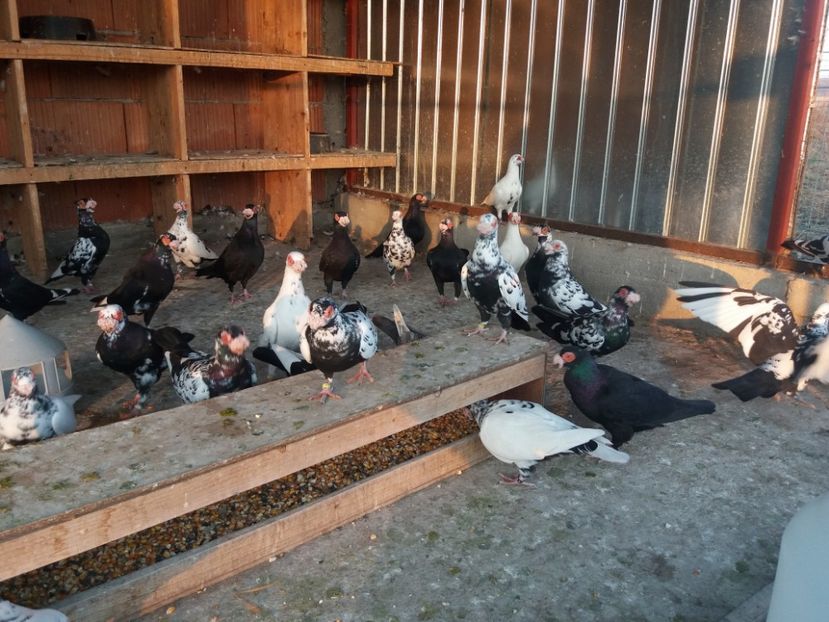  - De vanzare tot lotul !!!