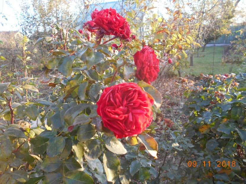  - 3Trandafiri 2018