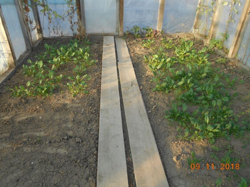  - 3Gradina de legume 2018