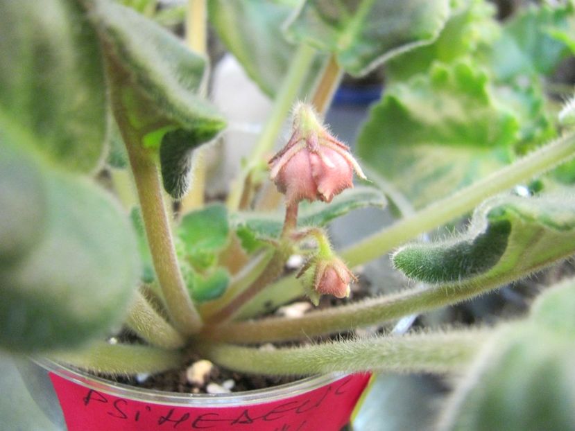  - ZZZZPsychedelic Show