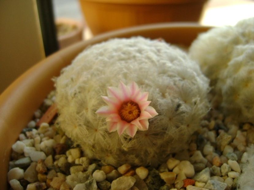 Mammillaria plumosa v. roseiflora - Cactusi 2018 final de an