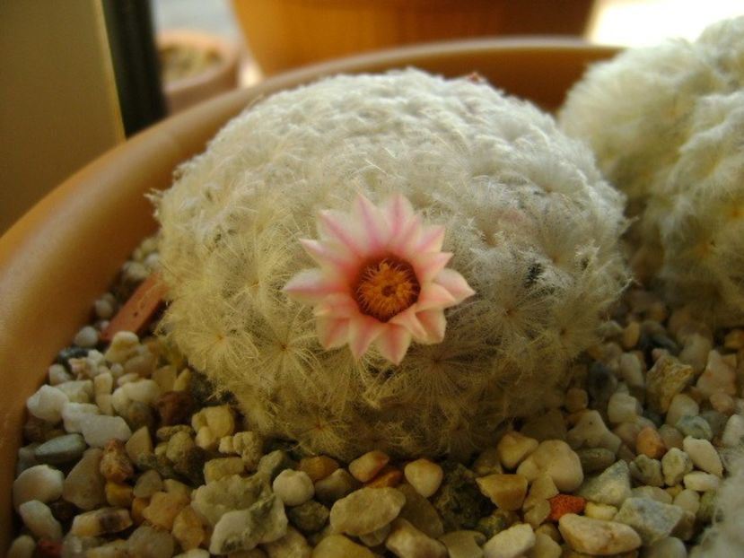 Mammillaria plumosa v. roseiflora - Cactusi 2018 final de an