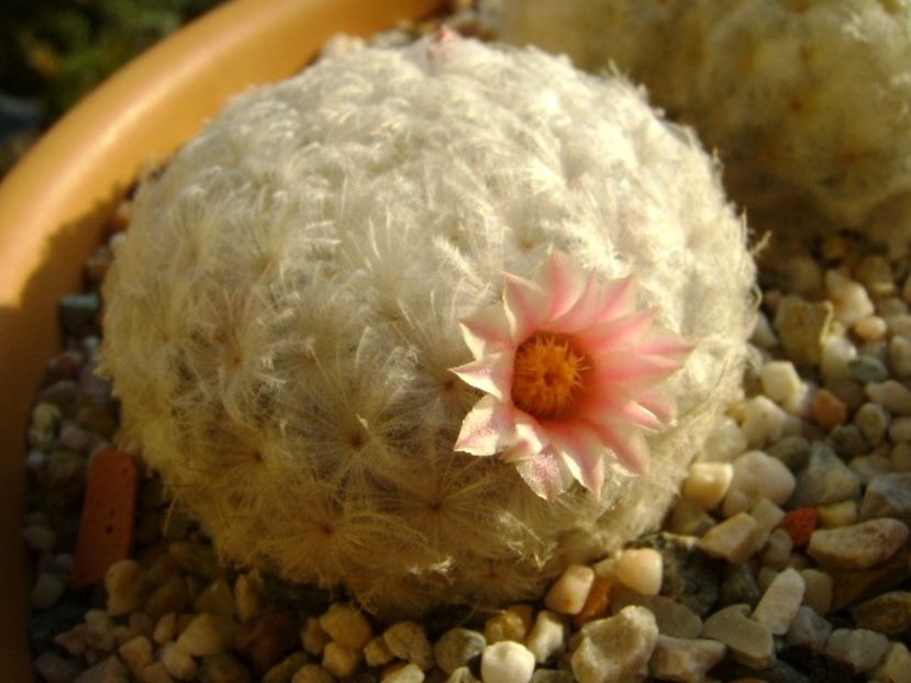 Mammillaria plumosa v. roseiflora - Cactusi 2018 final de an