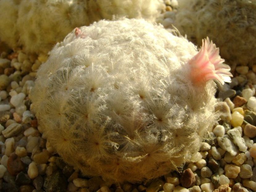 Mammillaria plumosa v. roseiflora - Cactusi 2018 final de an