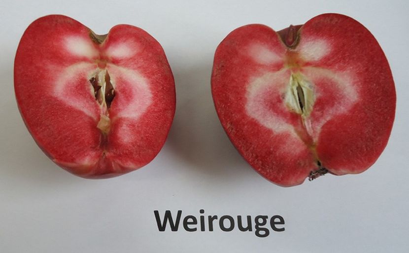 `WEIROUGE` ( Syn. Roter Mond ) - WEIROUGE ---------- pulpa rosie