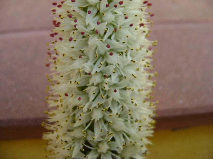 Orostachys erubescens - Suculente 2018