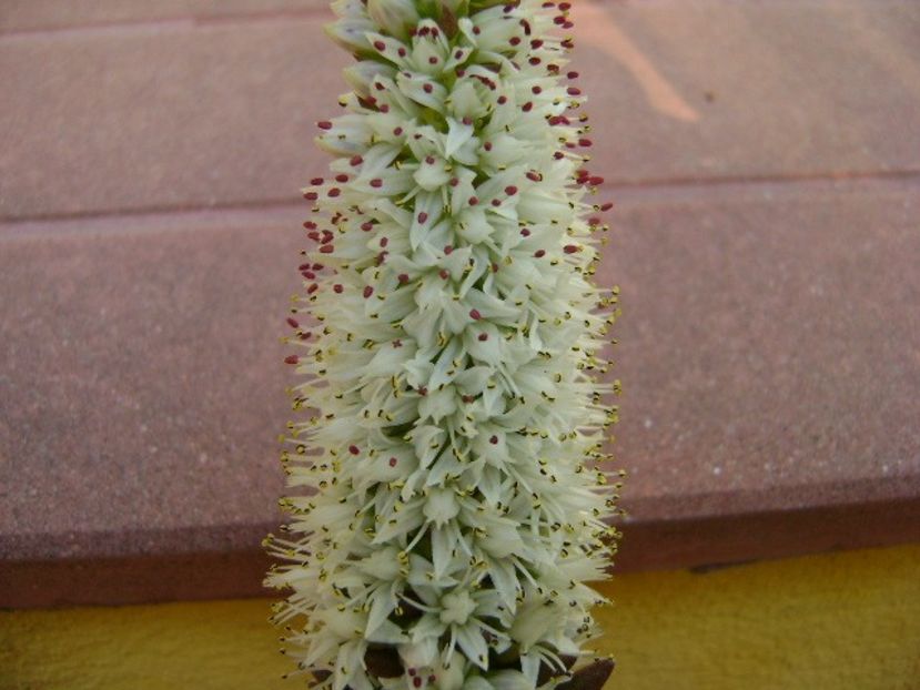 Orostachys erubescens - Suculente 2018