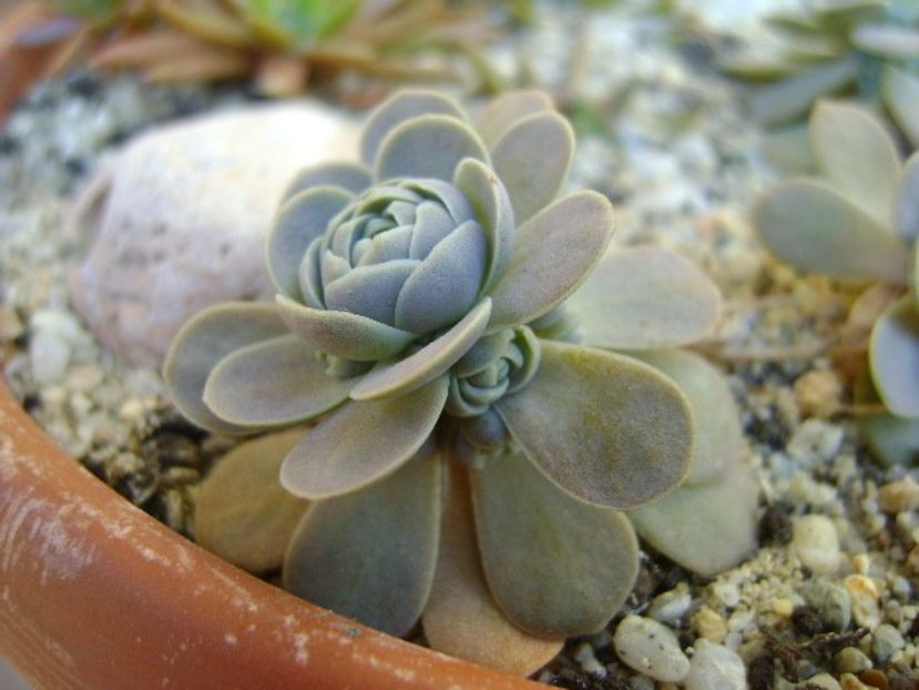 Orostachys iwarenge (Chinese dunce cap) - Suculente 2018