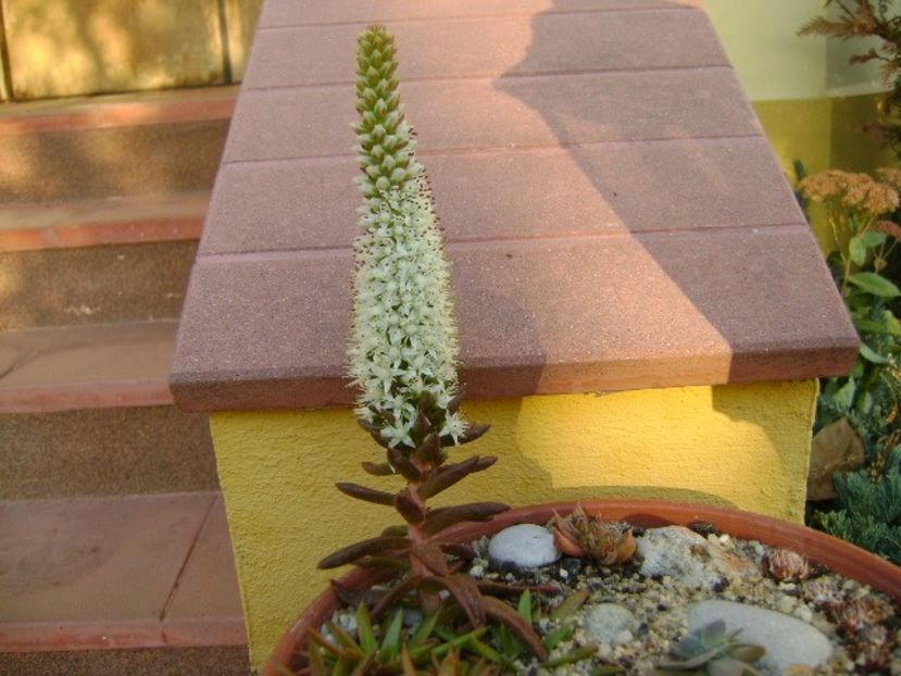 Orostachys erubescens - Toamna 2018-2019