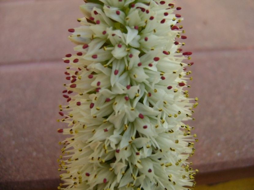 Orostachys erubescens - Toamna 2018-2019
