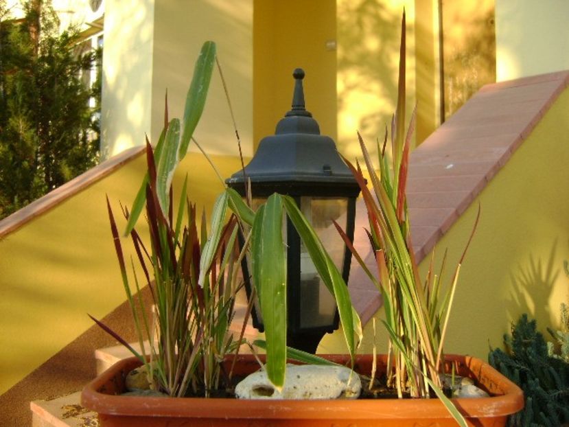 Bambus pitic variegat & Imperata cylindrica Red Baron - Toamna 2018-2019