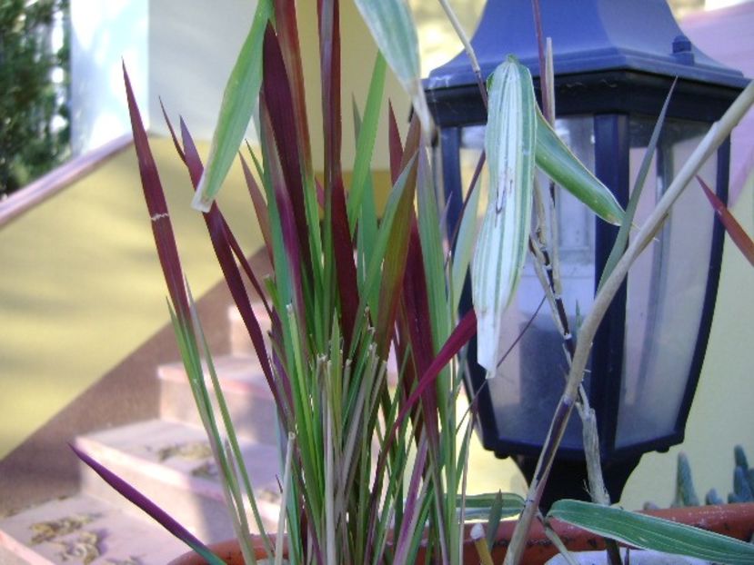 Bambus pitic variegat & Imperata cylindrica Red Baron - Toamna 2018-2019